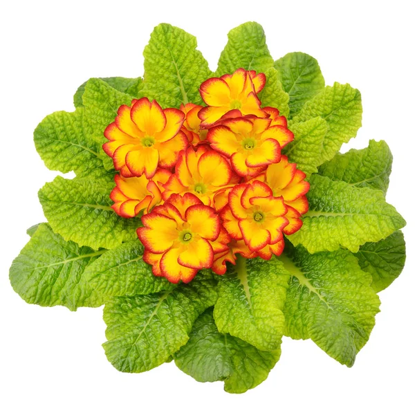 孤立在白色背景上的淡黄色花紫 图库照片 C Marynka