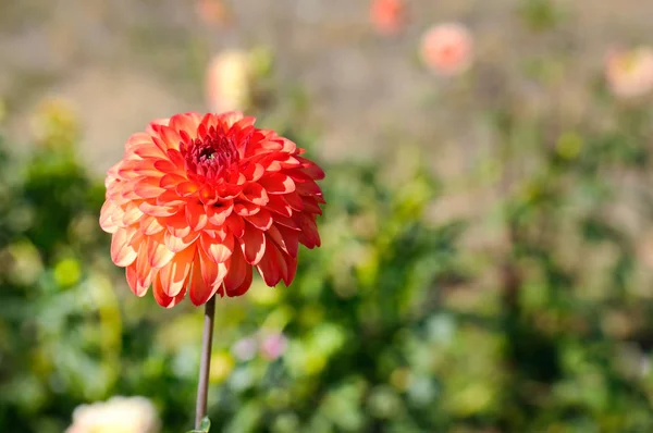 Dahlia on a background of flowerbeds. Focus on a flower. Shallow — Stock Photo, Image