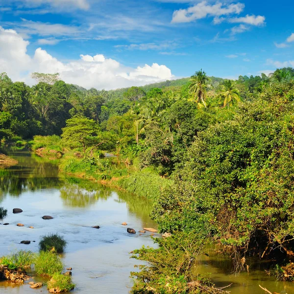 Tropischen Wald am Ufer des Flusses und die blauen Wolken sk — Stockfoto