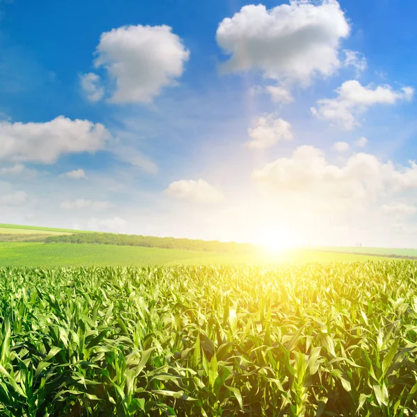 Grünes Feld mit Mais. Blauer bewölkter Himmel. Sonnenaufgang am Horizont. — Stockfoto