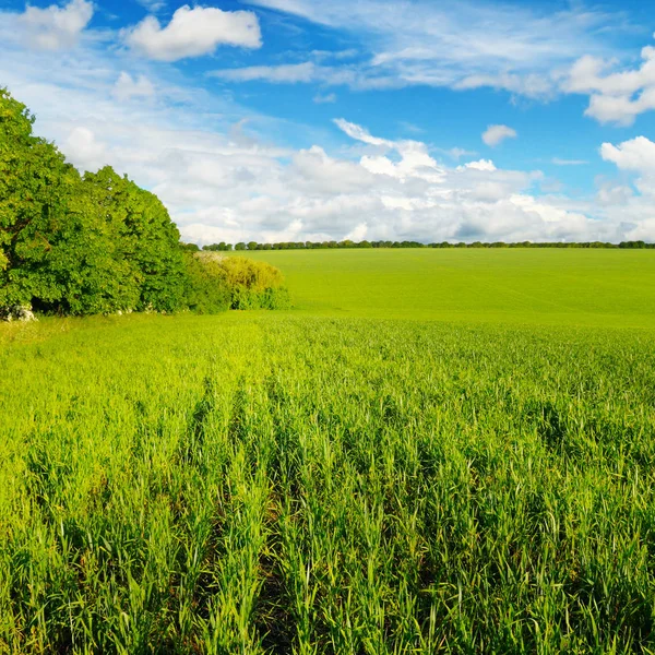 Grönt fält och blå himmel med ljusa moln — Stockfoto