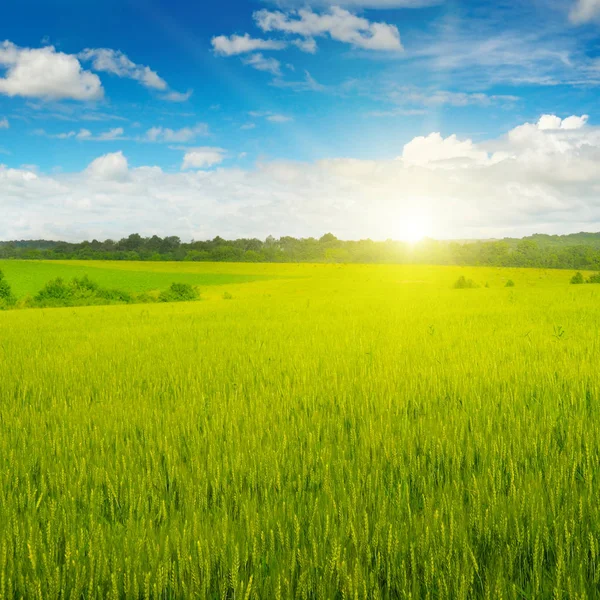 Campo de trigo y amanecer en el cielo azul — Foto de Stock