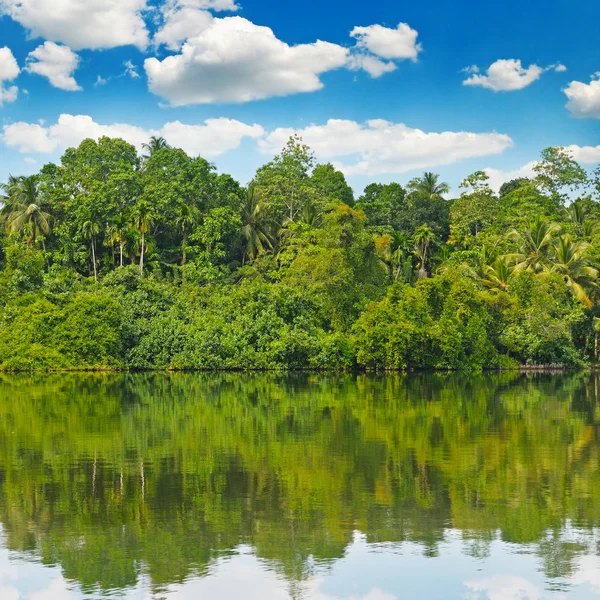 Bosque de palma tropical en la orilla del río — Foto de Stock