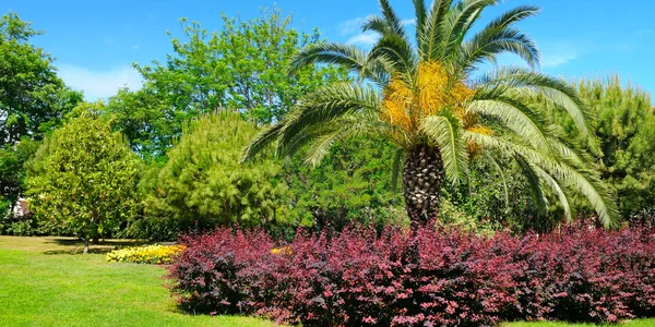 Tropisch park met palmbomen en bloemperken — Stockfoto