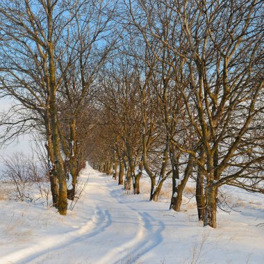 karla kaplı alan ve ağaçlarda kar mavi bir arka plan üzerinde