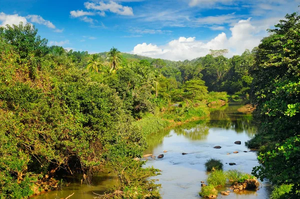 Bosque tropical a orillas del río y el cielo azul —  Fotos de Stock