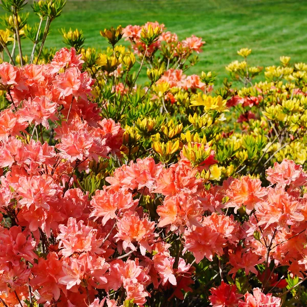 Virágzó rhododendron bokrok — Stock Fotó