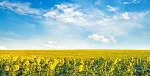 Veld met zonnebloemen en bewolkte hemel — Stockfoto