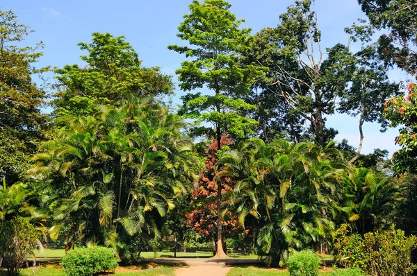 Pohon palem tropis di taman kota — Stok Foto