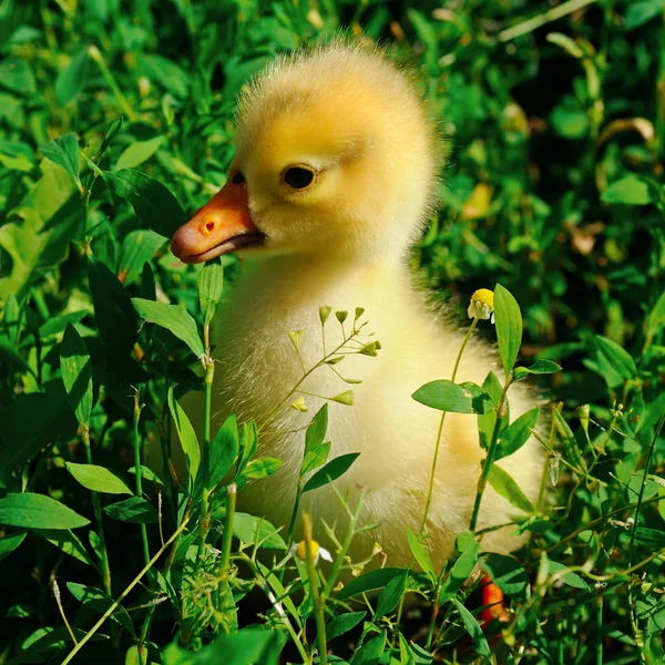 Un pequeño ganso amarillo en el césped verde —  Fotos de Stock