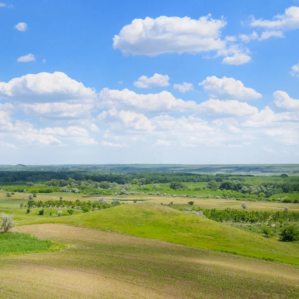 Campo verde e cielo blu — Foto Stock