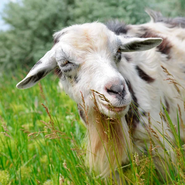 Uma cabra está comendo grama em um prado — Fotografia de Stock