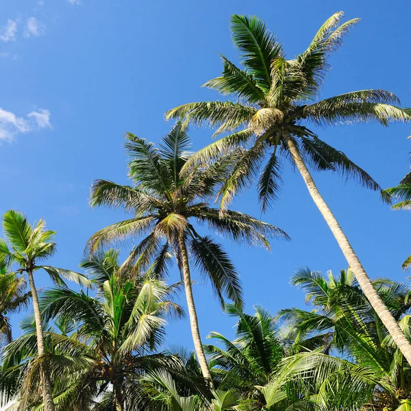 Palmiers tropicaux et ciel bleu — Photo