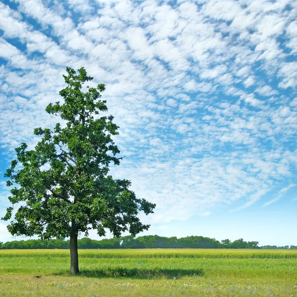 Oak tree on a green meadow and sky — Stock Photo, Image