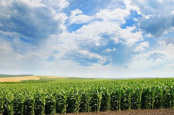 Grön majs fält och blå himmel — Stockfoto