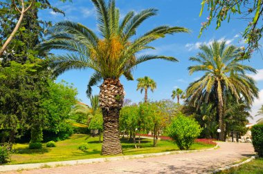 palmiye ağaçları ve çim tropikal Bahçe