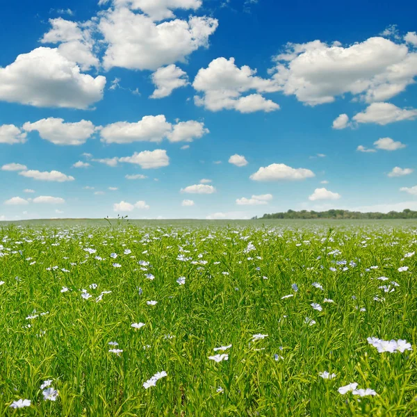 Campo com linho florido e céu — Fotografia de Stock