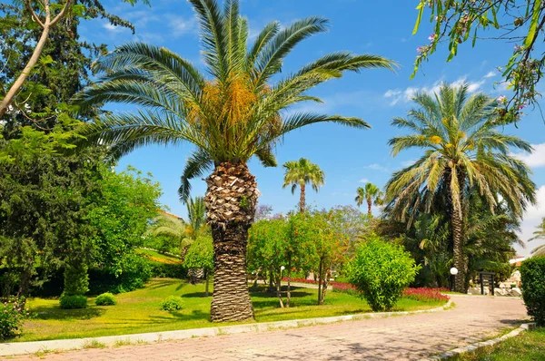 Tropische tuin met palmbomen en gazon — Stockfoto