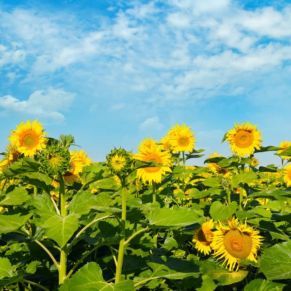 Słonecznikowy przeciw błękitne niebo i kwitnących pola — Zdjęcie stockowe