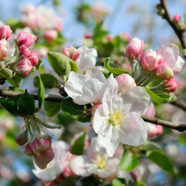 Las flores del manzano y el cielo — Foto de Stock