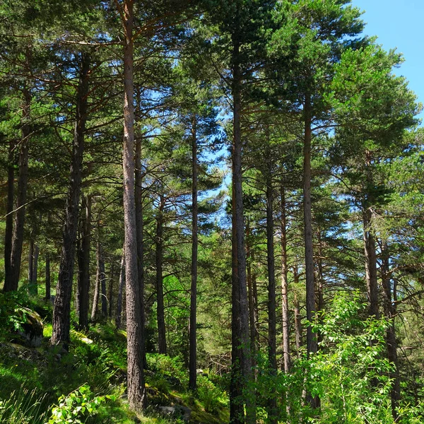 Pine wood on the hillside — Stock Photo, Image