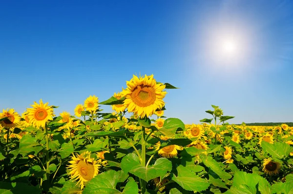 Sunflower flower fieldand blue sky — Stock Photo, Image