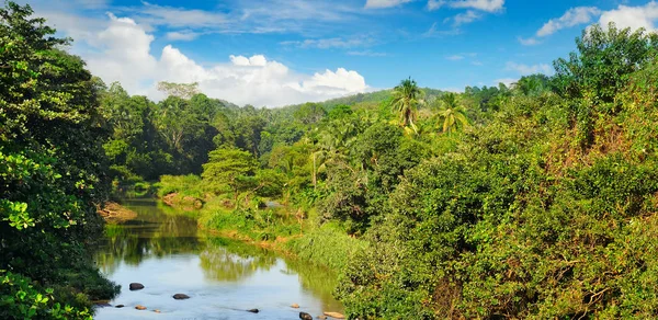 Bosque tropical a orillas del río y el cielo azul —  Fotos de Stock