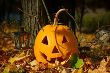 Kabak kafalı ve sonbahar orman