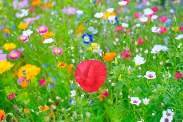 Fond flou de fleurs et d'herbes — Photo