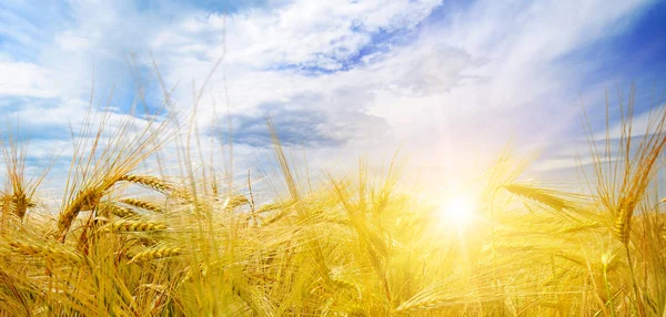 Vetefält och sol på blå himmel — Stockfoto