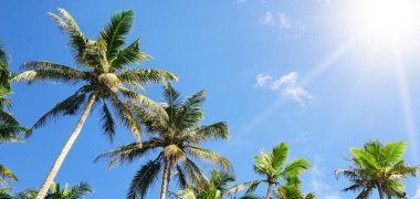 palmiye ağaçları mavi gökyüzü ve güneş karşı