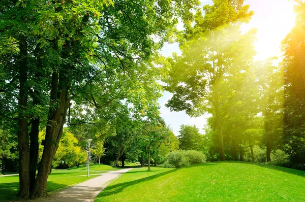 Zonnige dag in het park. Zon stralen verlicht groen gras en tr — Stockfoto