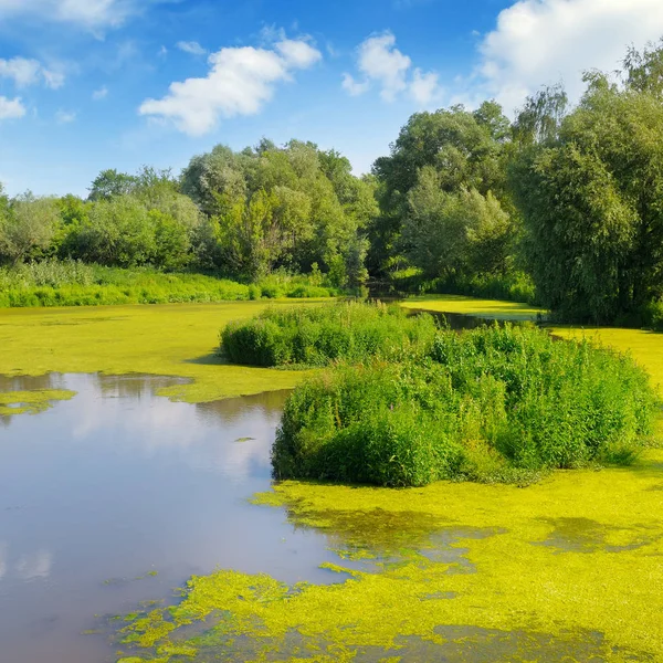 Mokré jezero s vodní vegetace. — Stock fotografie