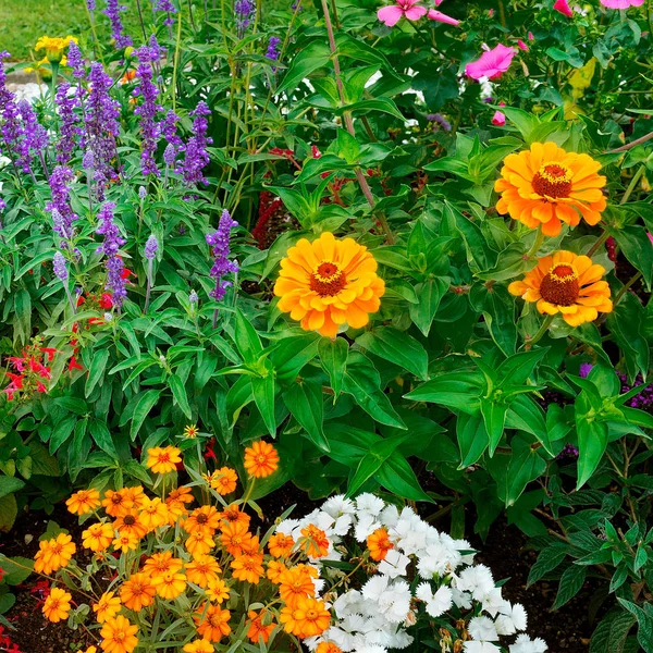 Sfondo di fiori da giardino luminosi — Foto Stock