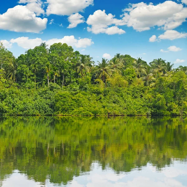 Tropikal palmiye orman Nehri kıyısında — Stok fotoğraf