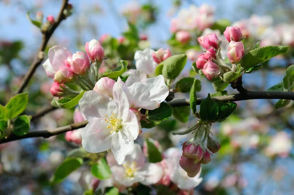 Flores de un manzano. — Foto de Stock