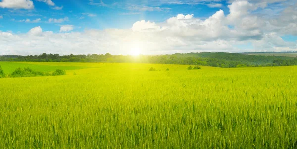 Campo de trigo y sol en el cielo azul —  Fotos de Stock
