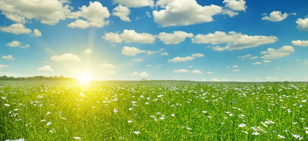 Campo con lino floreciente y cielo azul — Foto de Stock