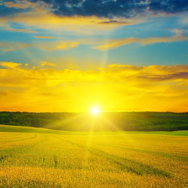 Wheat field and delightful sunrise — Stock Photo, Image