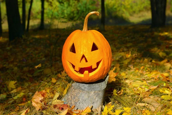 Kabak kafalı ve sonbahar orman