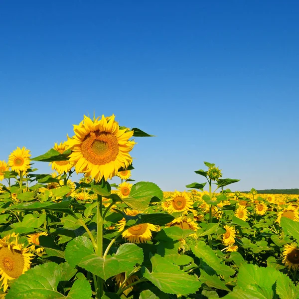 Zonnebloem bloem tegen blauwe hemel en een bloeiend veld — Stockfoto