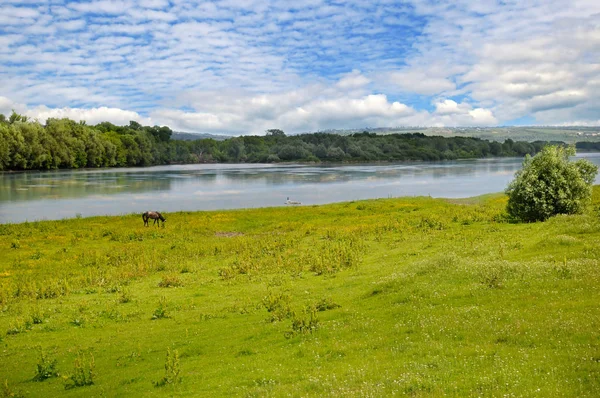 Düz nehir, çayır ve taşkın yatağının orman kıyısında.