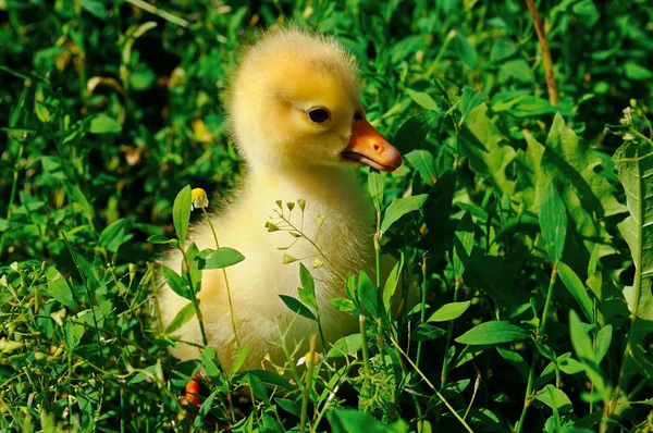 Lille gul gås på grøn græsplæne - Stock-foto