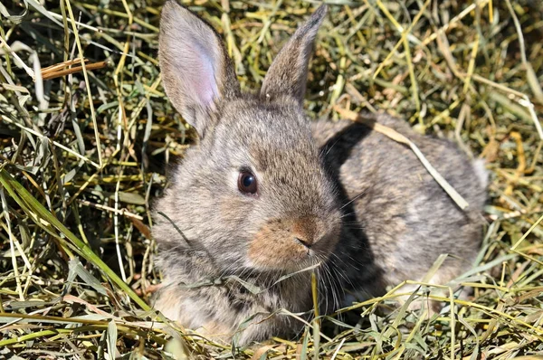 Jako v bavlnce králík na pozadí suché trávy — Stock fotografie