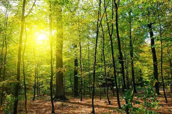 Sonbahar orman, Sarı yapraklar ve gün batımı. — Stok fotoğraf