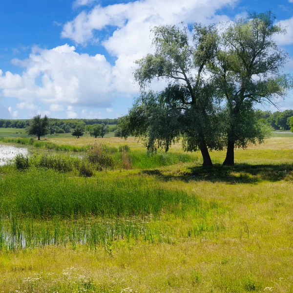 水生植物や美しい牧草地が付いている古い湖. — ストック写真