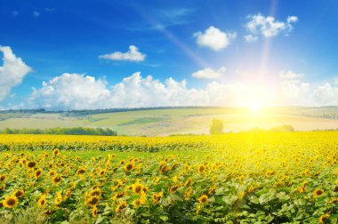 Ayçiçeği ve gündoğumu