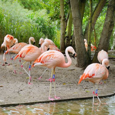 Hayvanat Bahçesi, pembe flamingolar