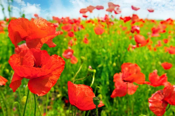 Field with scarlet poppies. — Stock Photo, Image