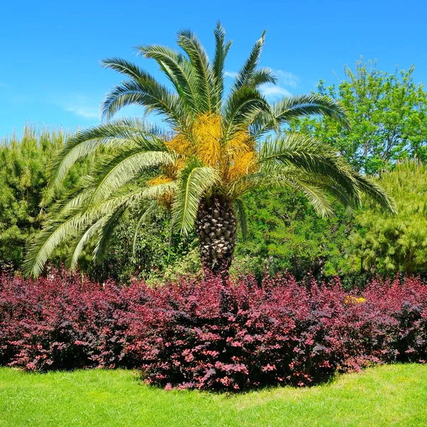 Palmy a květinové zahrady — Stock fotografie